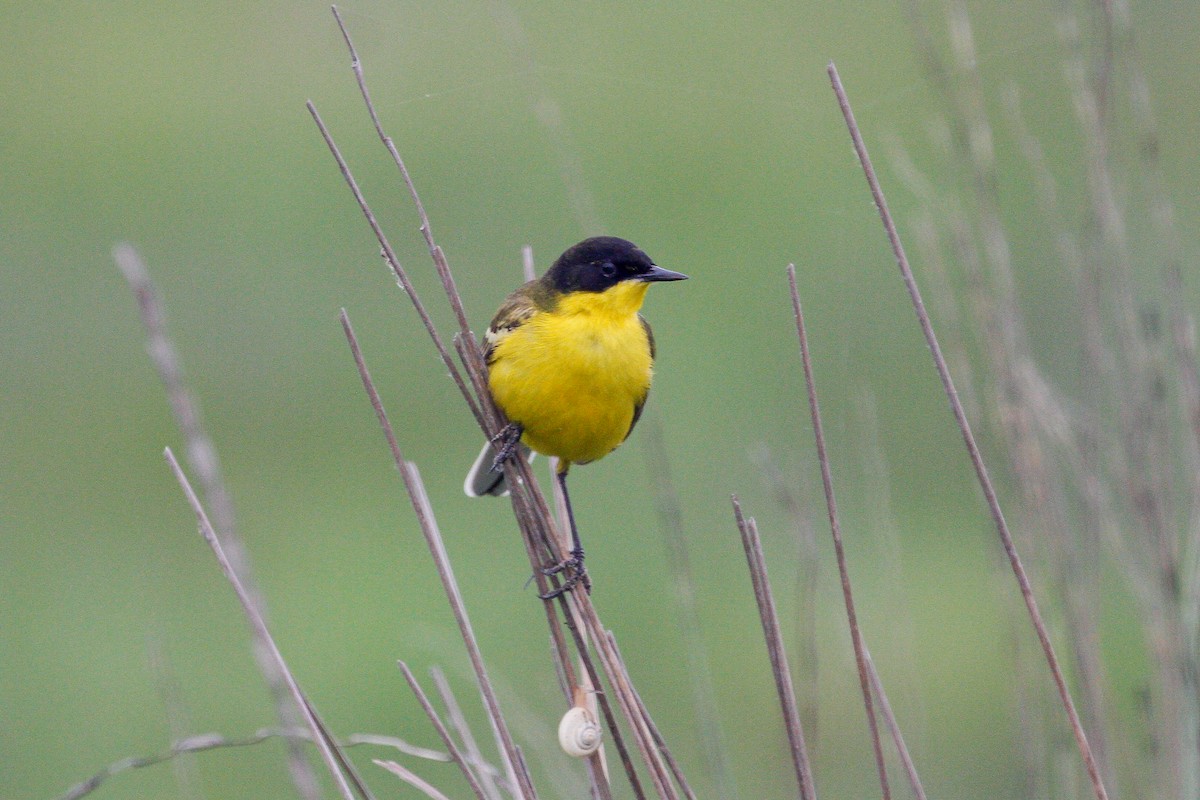 Western Yellow Wagtail (feldegg) - Peter Kennerley