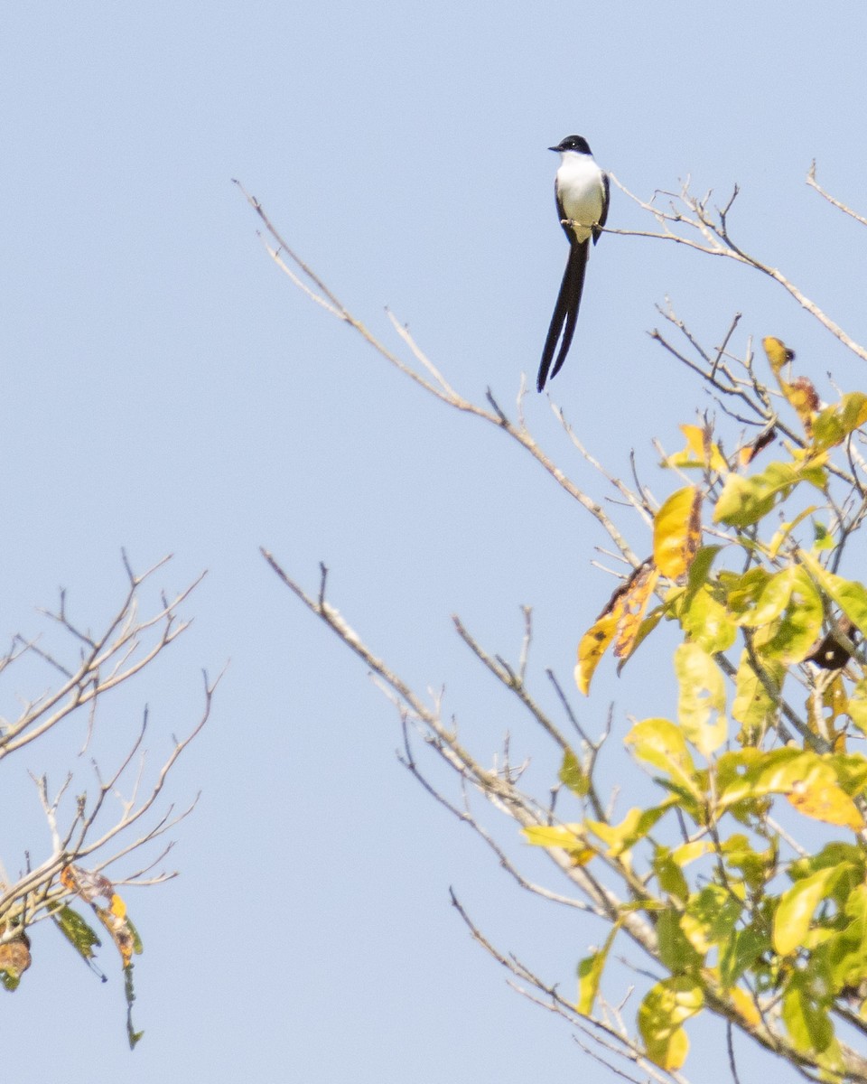 Fork-tailed Flycatcher - ML282750851