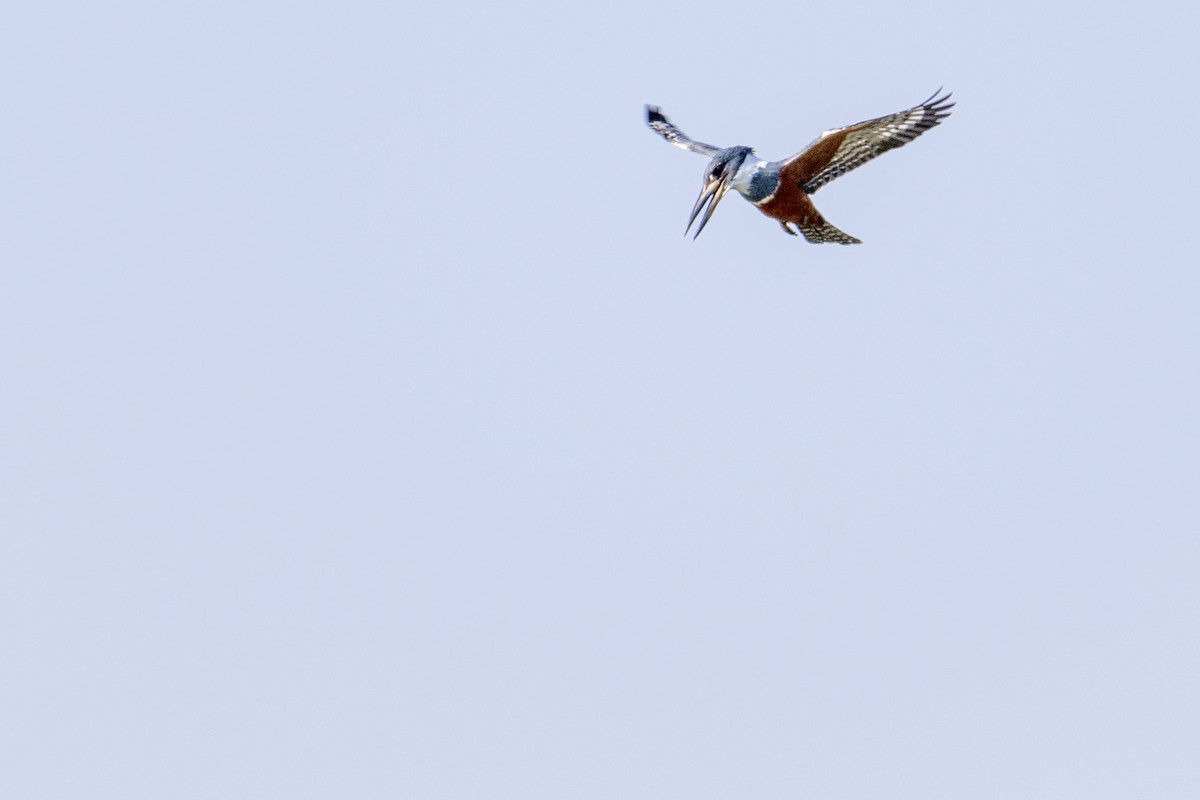 Ringed Kingfisher - ML282751021