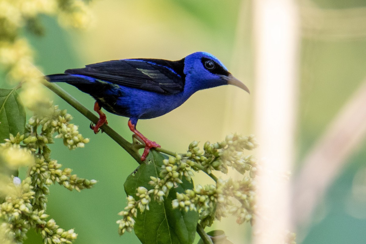 Red-legged Honeycreeper - ML282751041