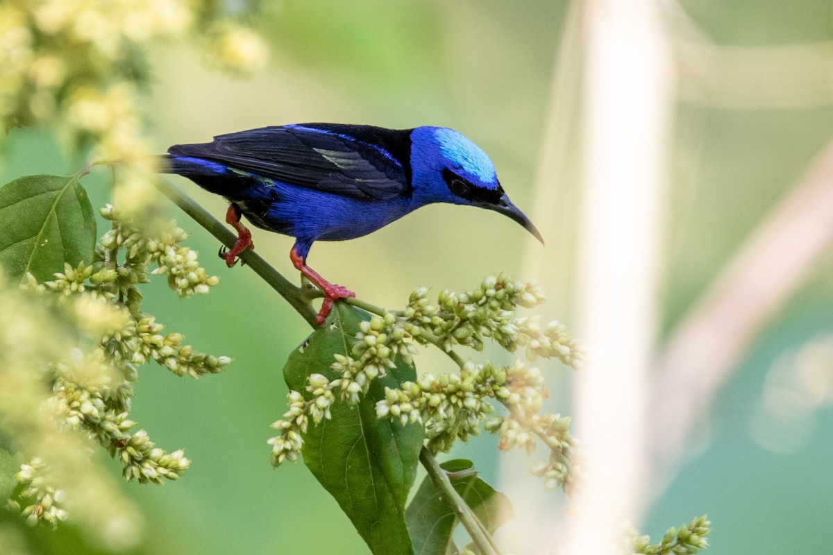 Red-legged Honeycreeper - ML282751061