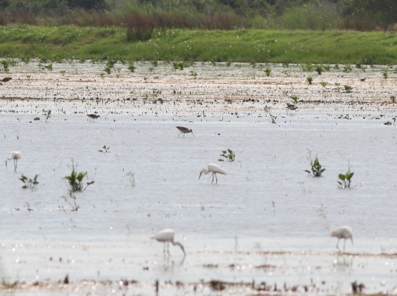 Black-tailed Godwit - ML28275111