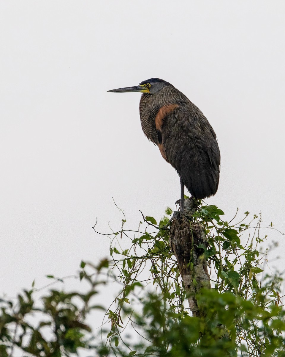 Bare-throated Tiger-Heron - ML282751191