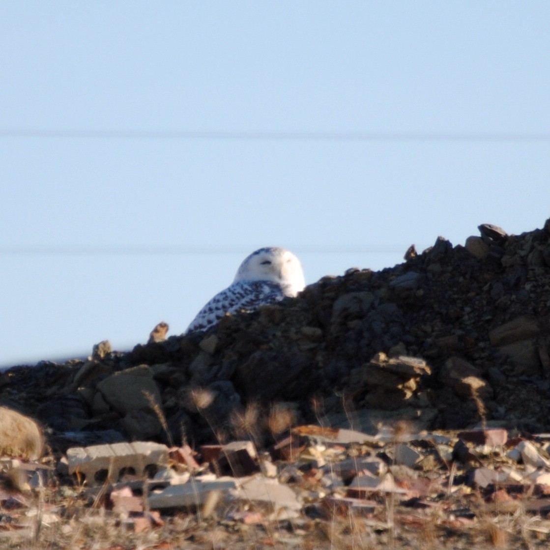 Snowy Owl - ML282751251