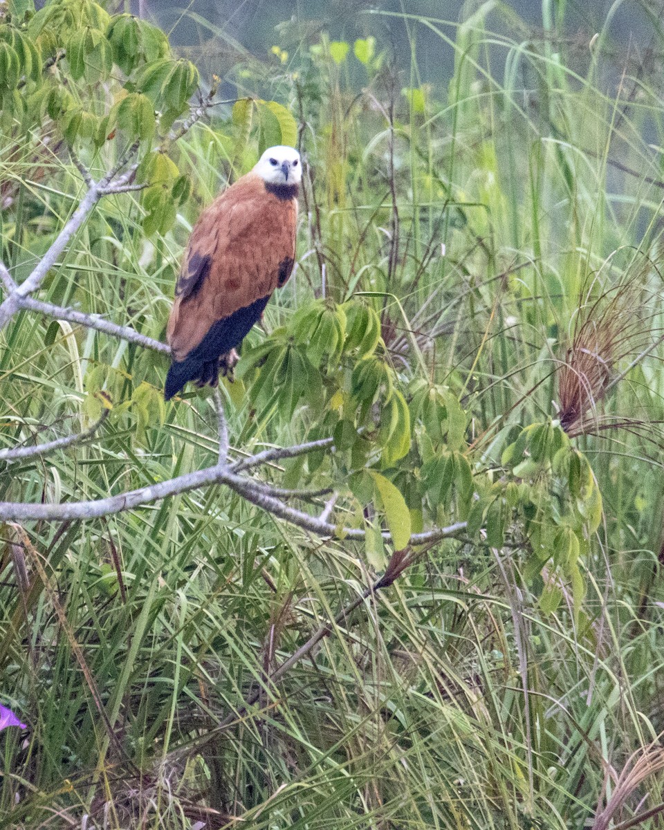 Black-collared Hawk - ML282751291