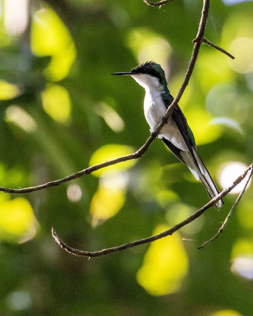 Purpurkron-Schmuckkolibri - ML282752161