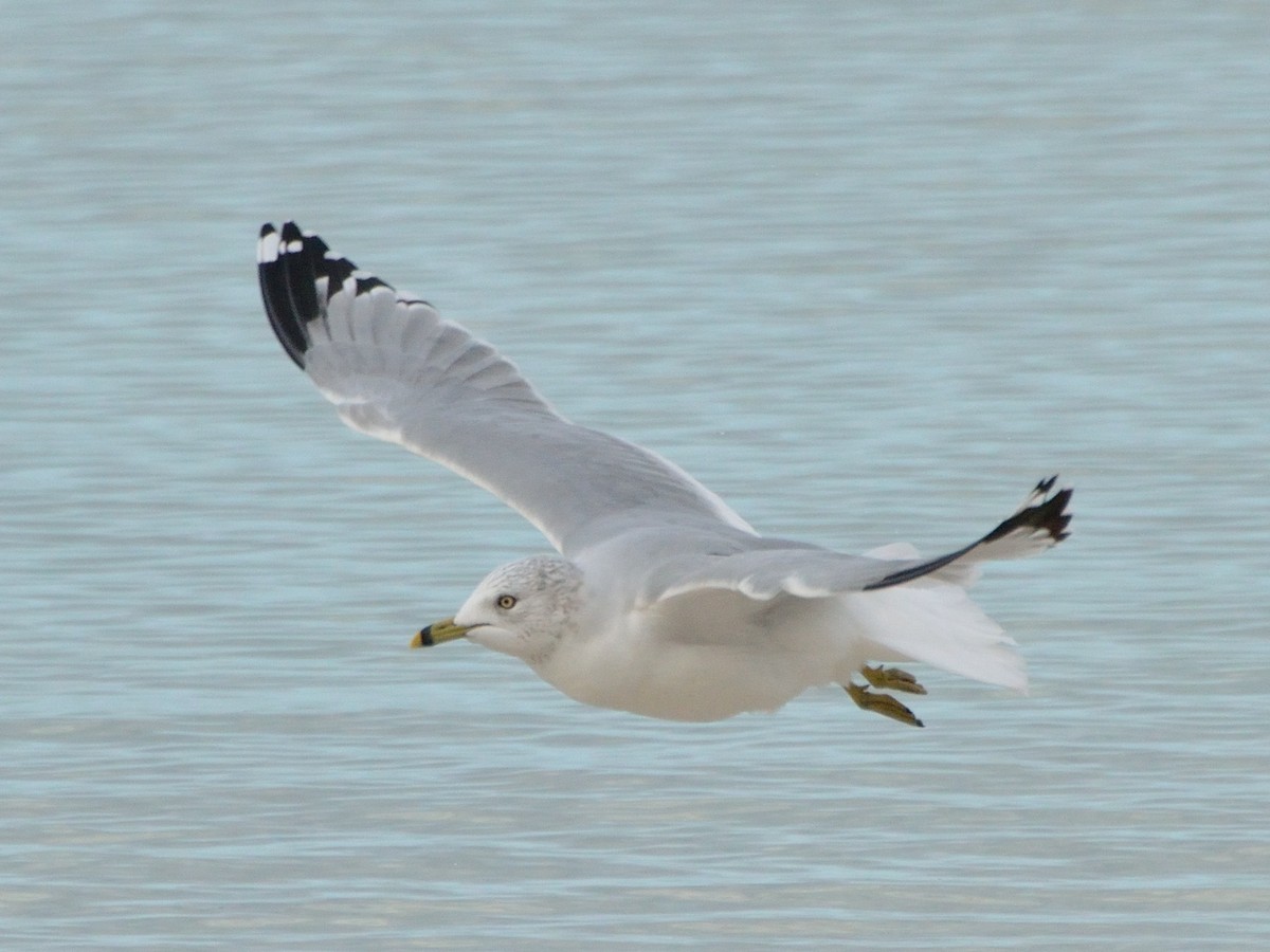 Ring-billed Gull - ML282753191