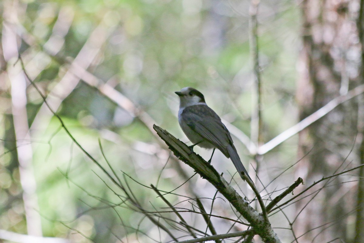 Canada Jay - ML282754691