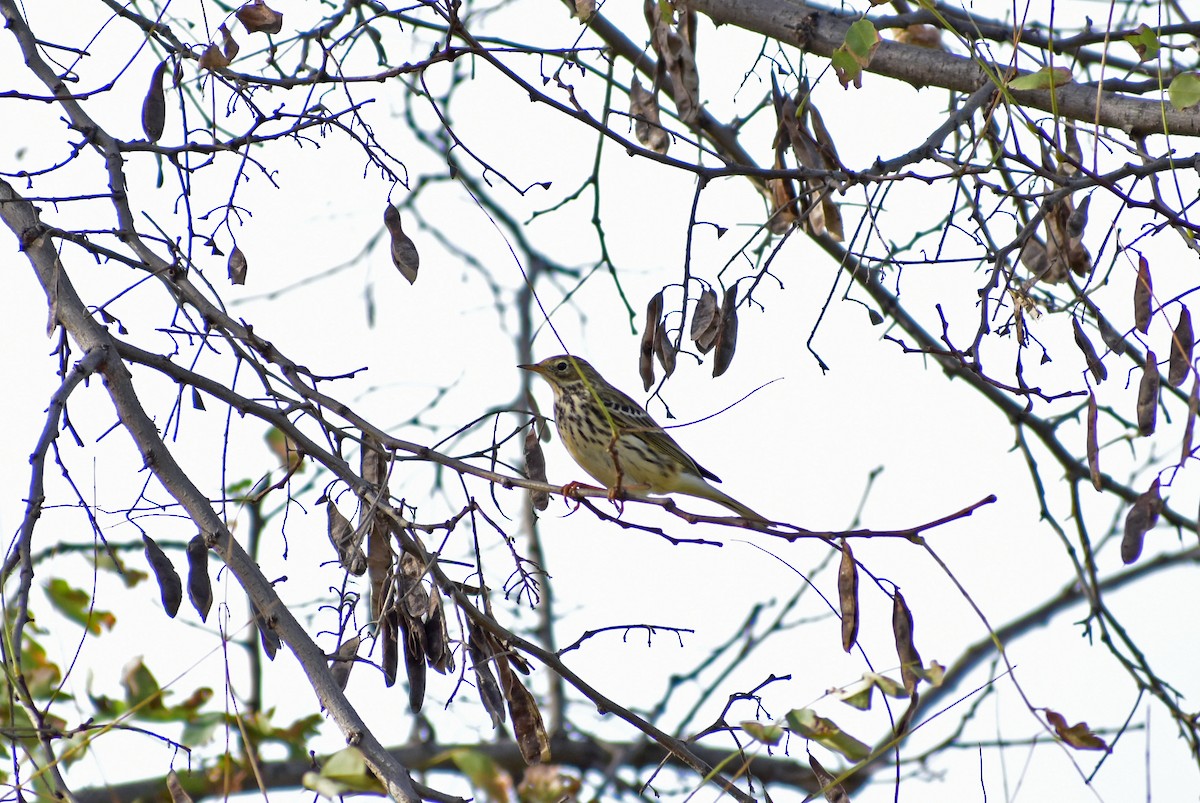 Meadow Pipit - Emiliano Ramos