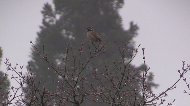 Meadow Bunting - ML282756111