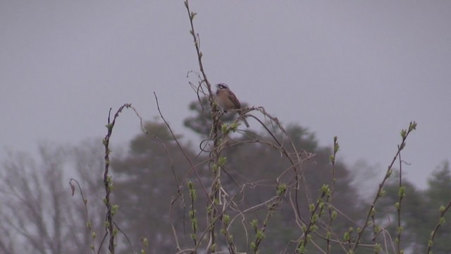 Meadow Bunting - ML282757681