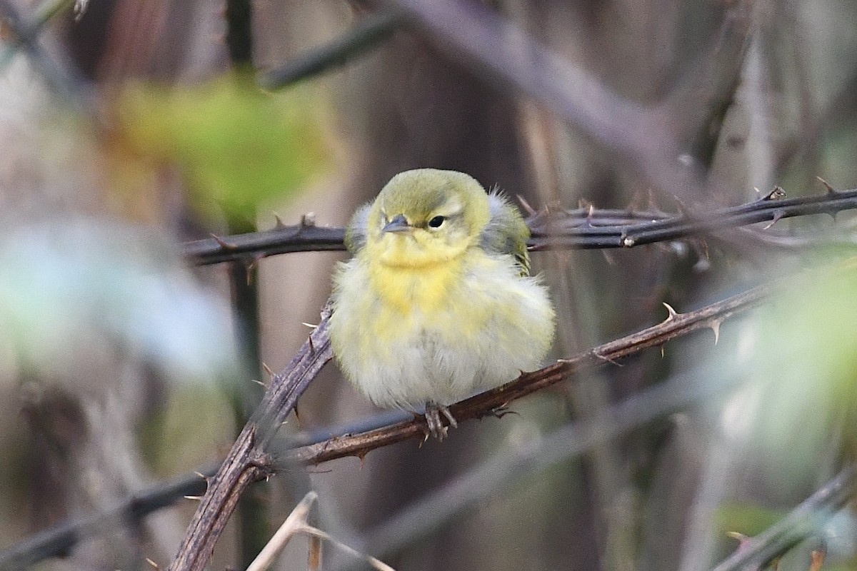 Tennessee Warbler - ML282757951