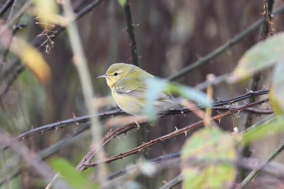 Tennessee Warbler - ML282757961