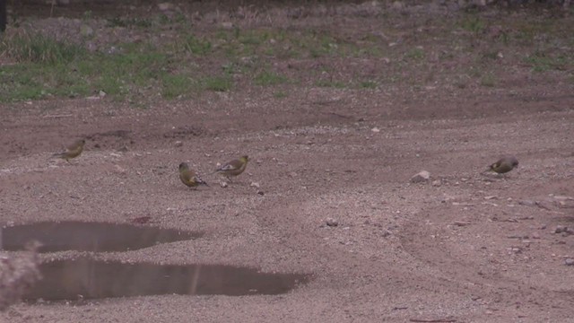 Oriental Greenfinch - ML282758721