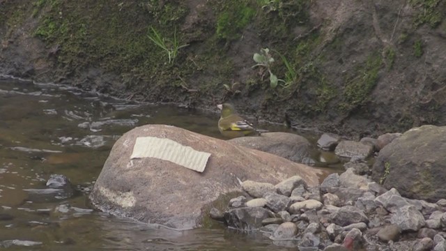 Oriental Greenfinch - ML282759301