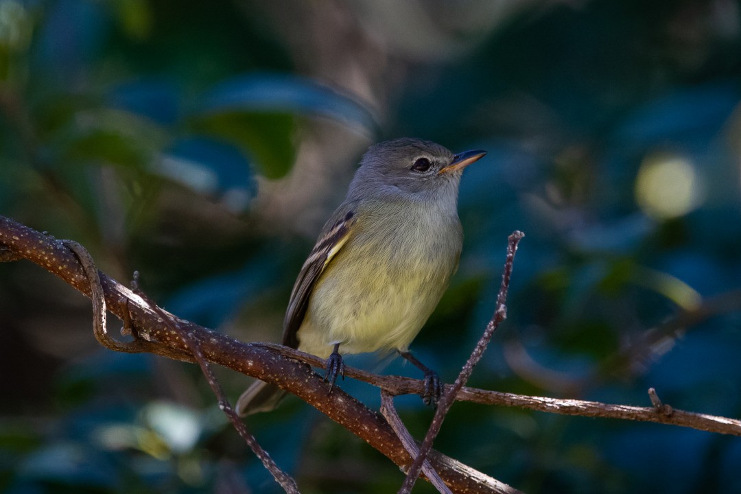 Southern Beardless-Tyrannulet - LAERTE CARDIM