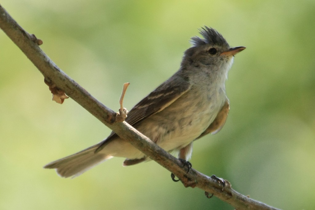 Southern Beardless-Tyrannulet - LAERTE CARDIM