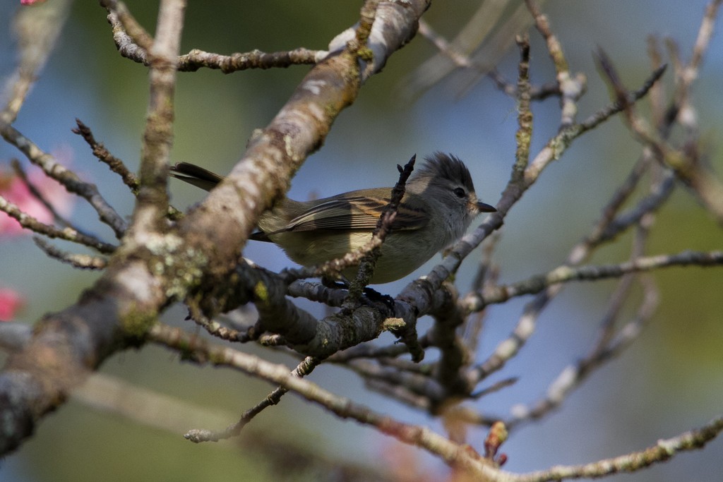 Southern Beardless-Tyrannulet - ML282759461