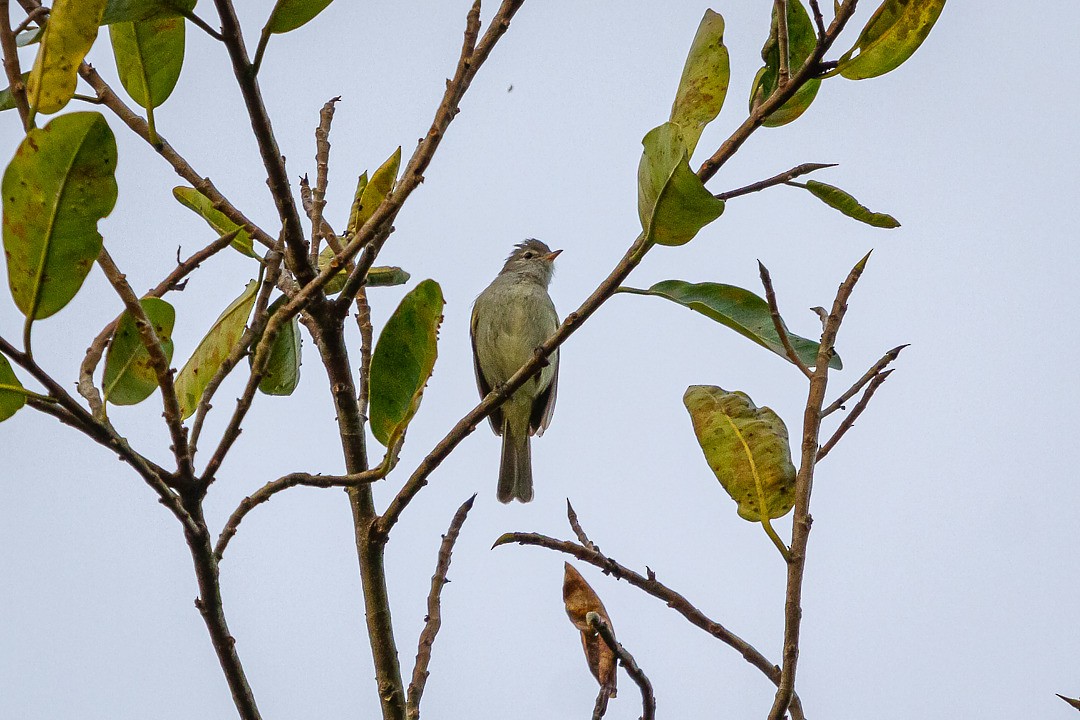 Southern Beardless-Tyrannulet - ML282759471