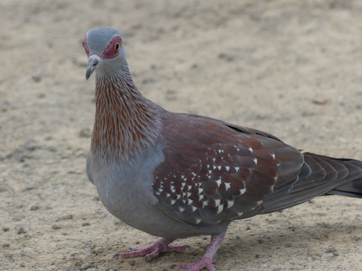 Speckled Pigeon - ML282759711