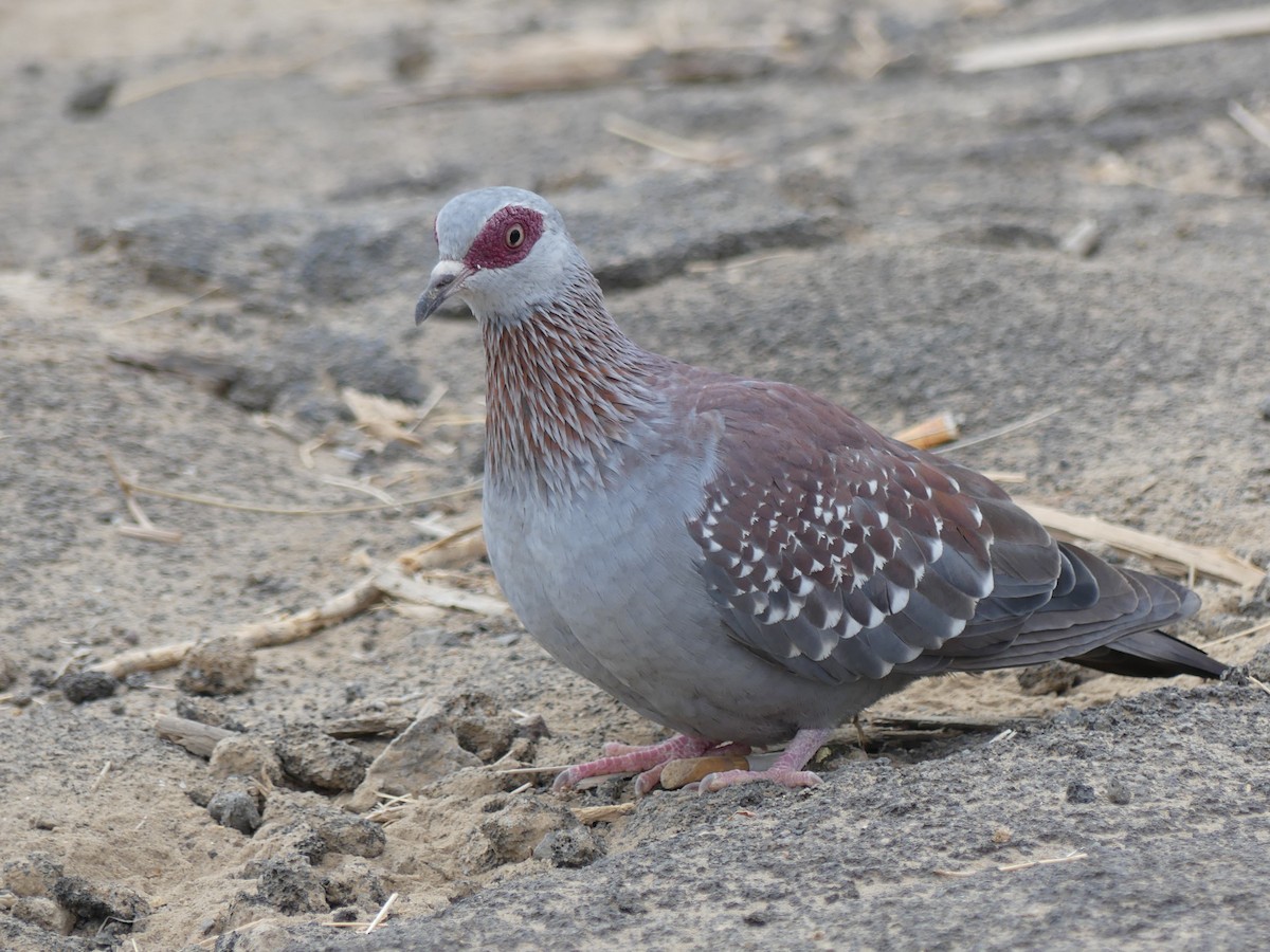 Speckled Pigeon - ML282760021