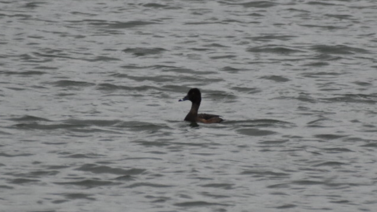 Ring-necked Duck - ML282762341