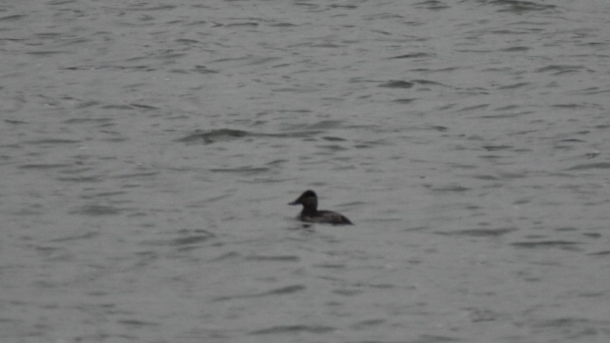 Ruddy Duck - ML282762411