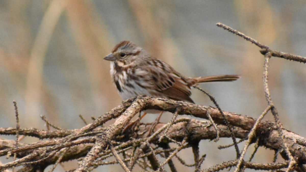 Song Sparrow - ML282762571