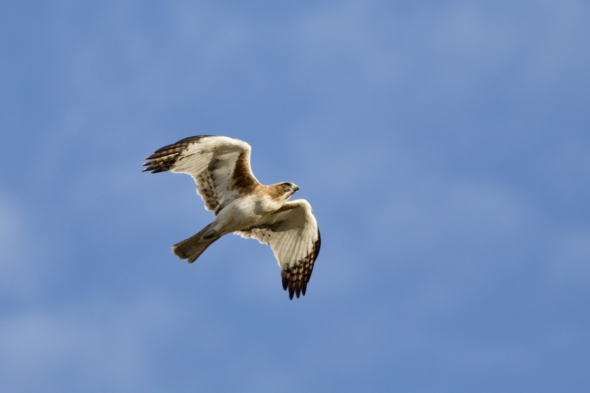 Little Eagle - ML282764771