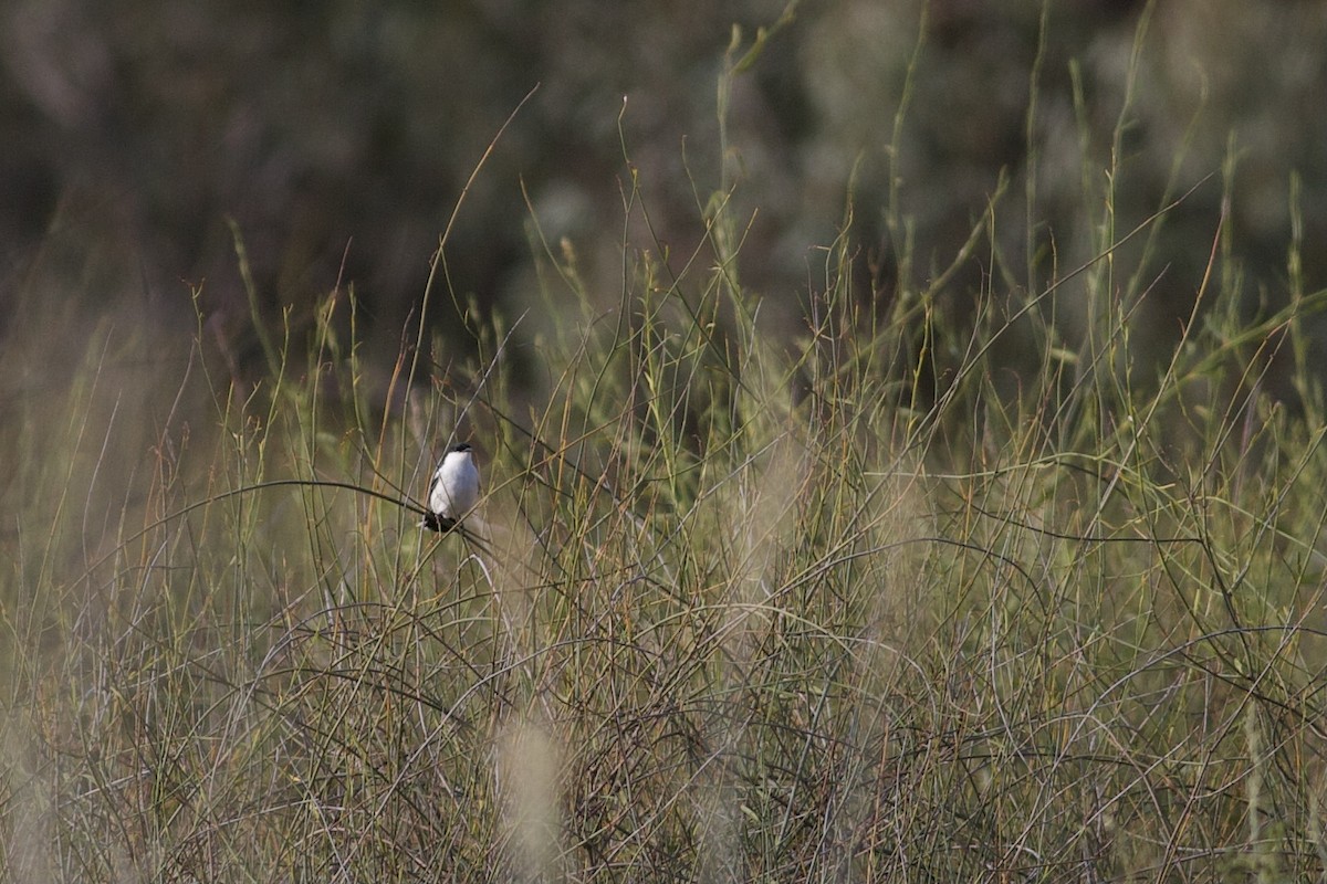 White-winged Triller - ML282764821