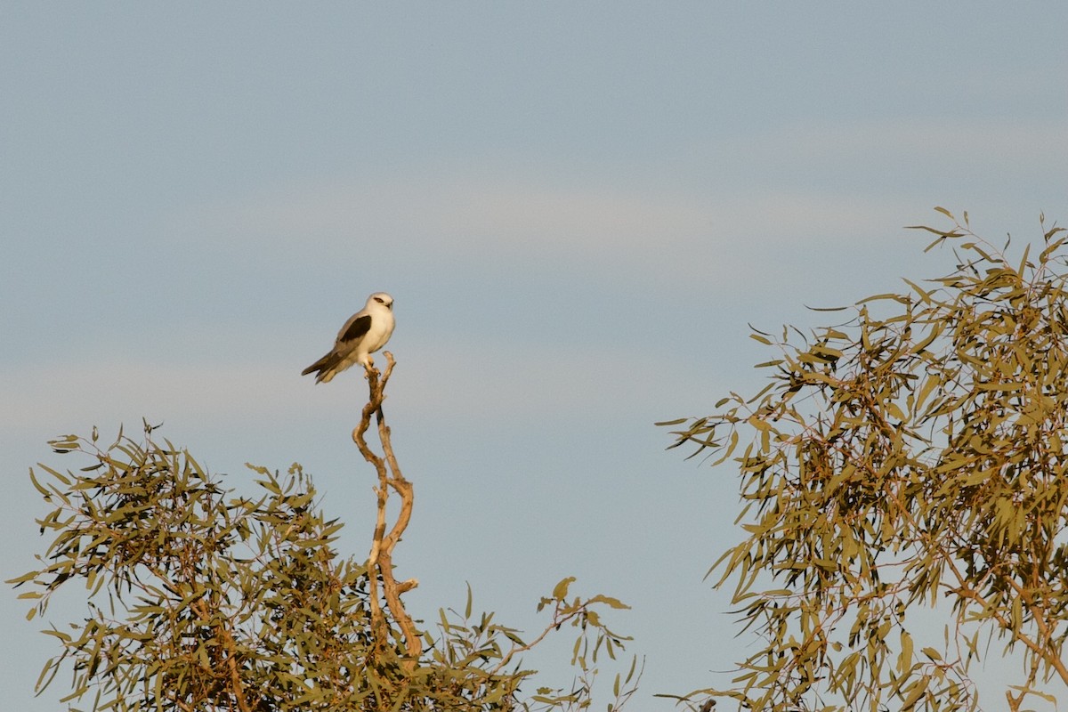 Black-shouldered Kite - ML282764901