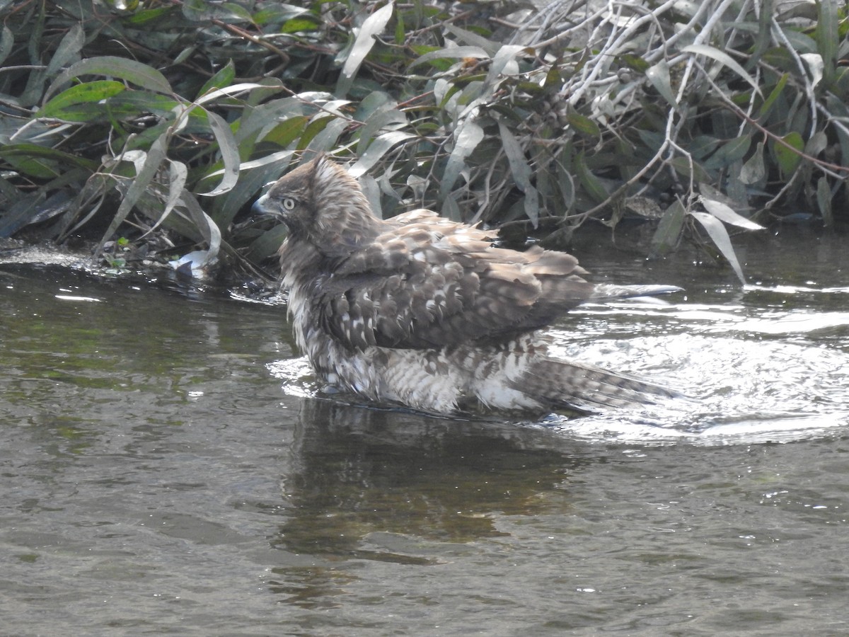 Red-tailed Hawk - ML282766971