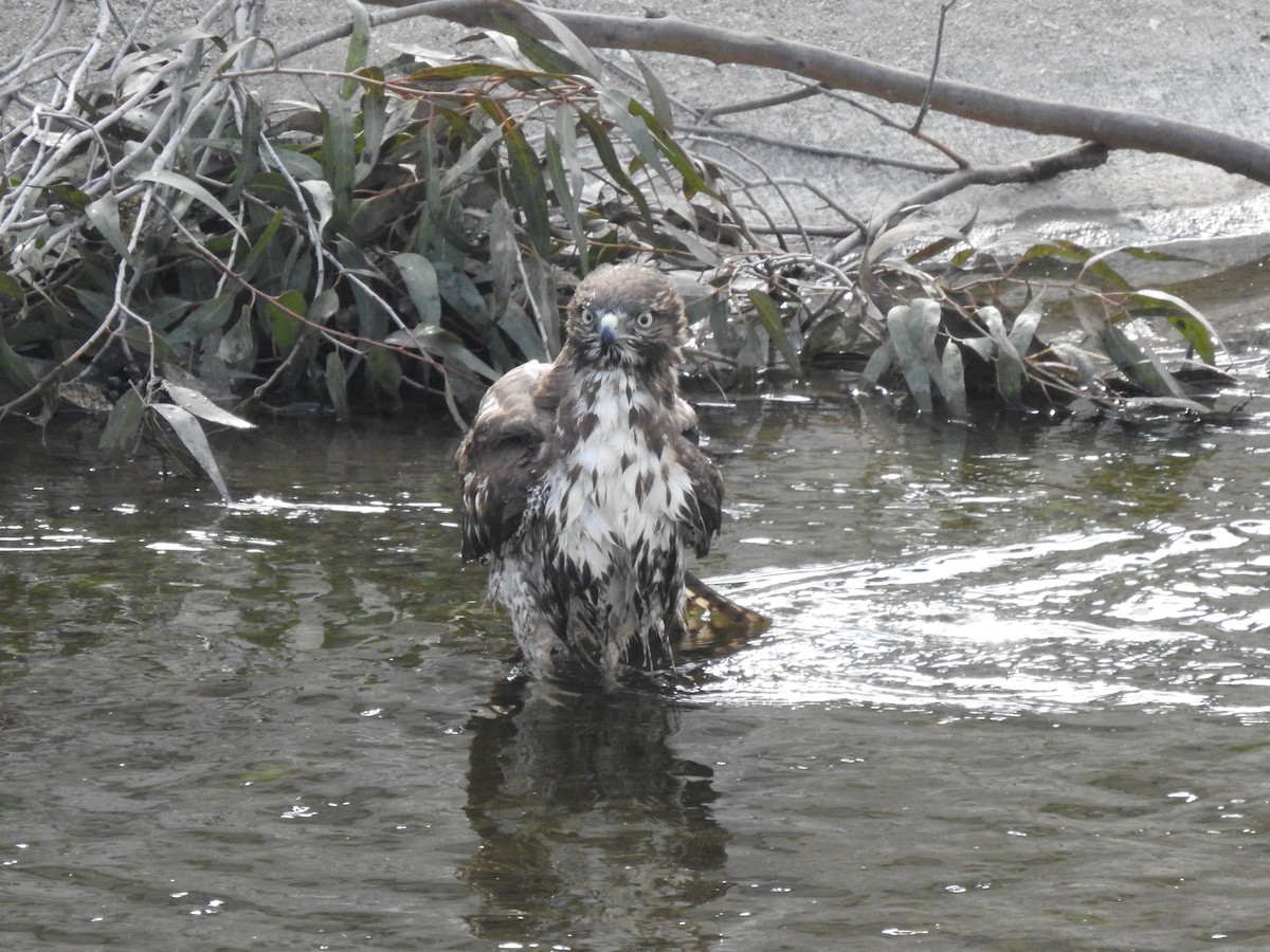 Red-tailed Hawk - ML282767061