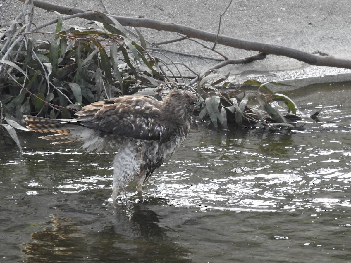 Red-tailed Hawk - ML282767071