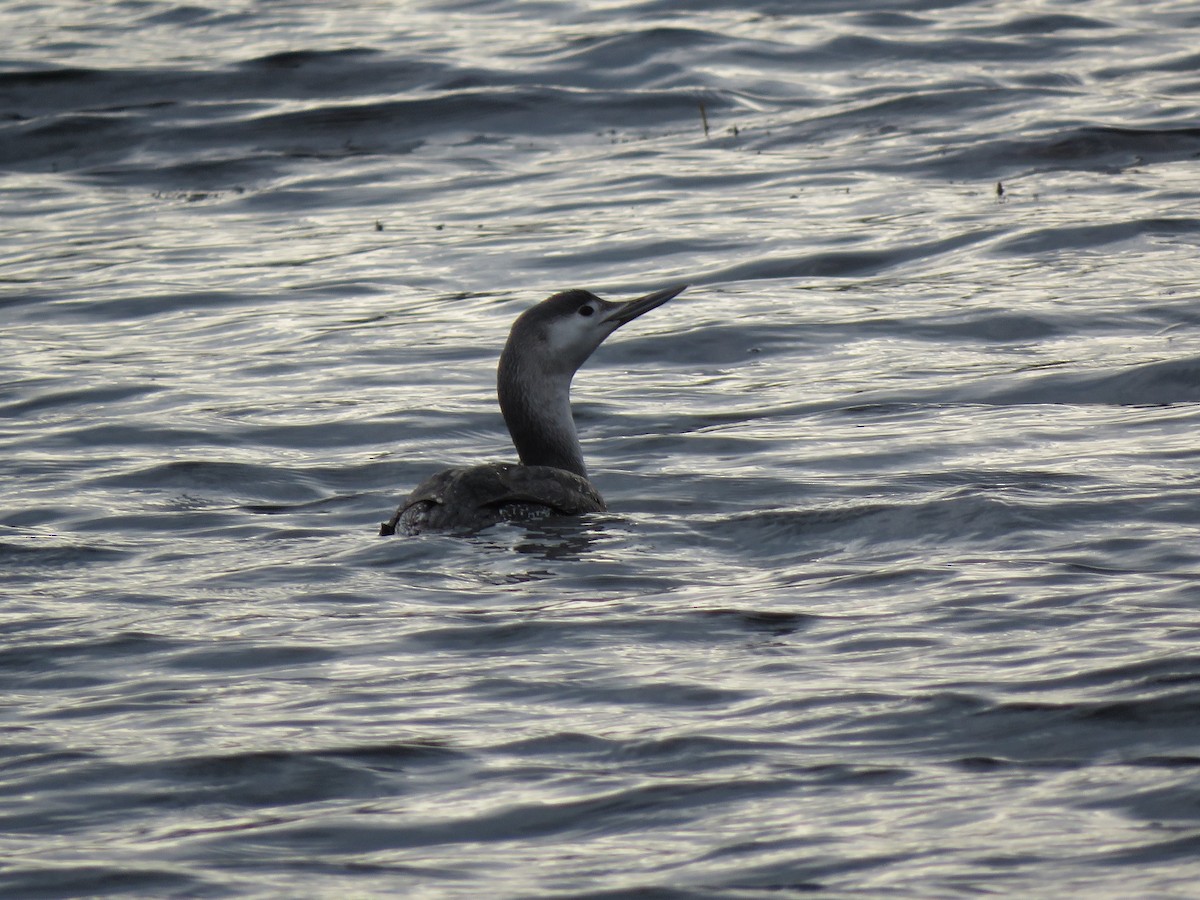 Red-throated Loon - ML282768261