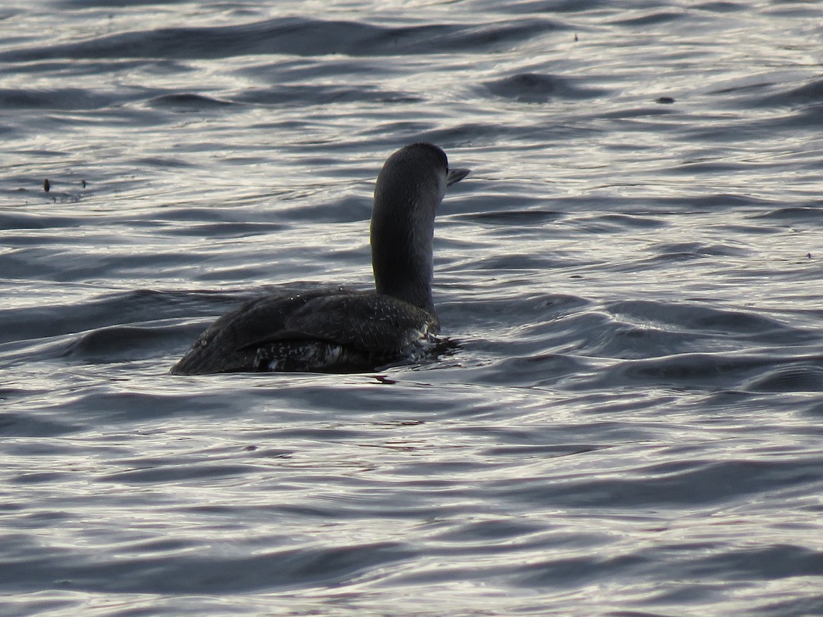 Red-throated Loon - ML282768711