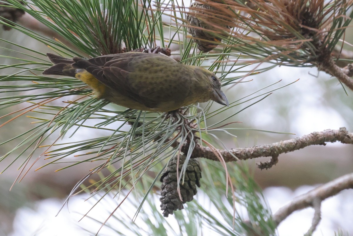 Red Crossbill (Ponderosa Pine or type 2) - Tim Lenz