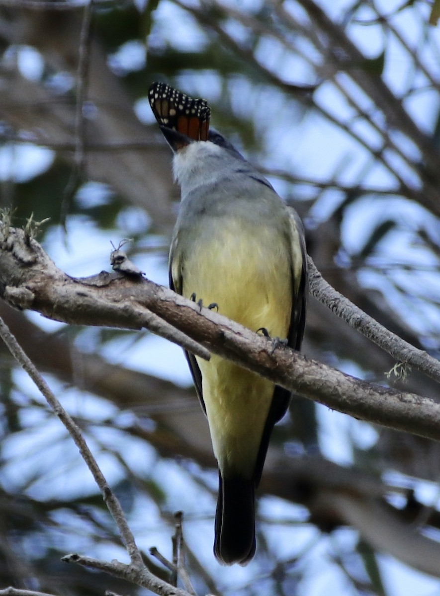 Cassin's Kingbird - ML282769401