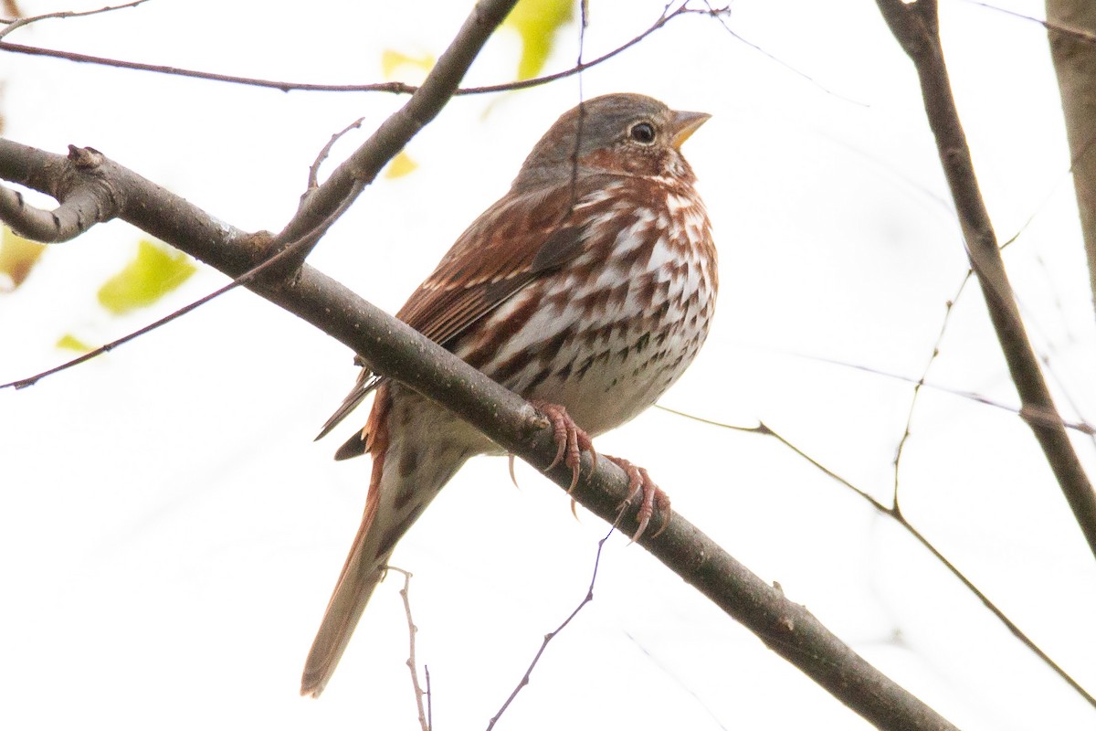 Fox Sparrow - ML282770651