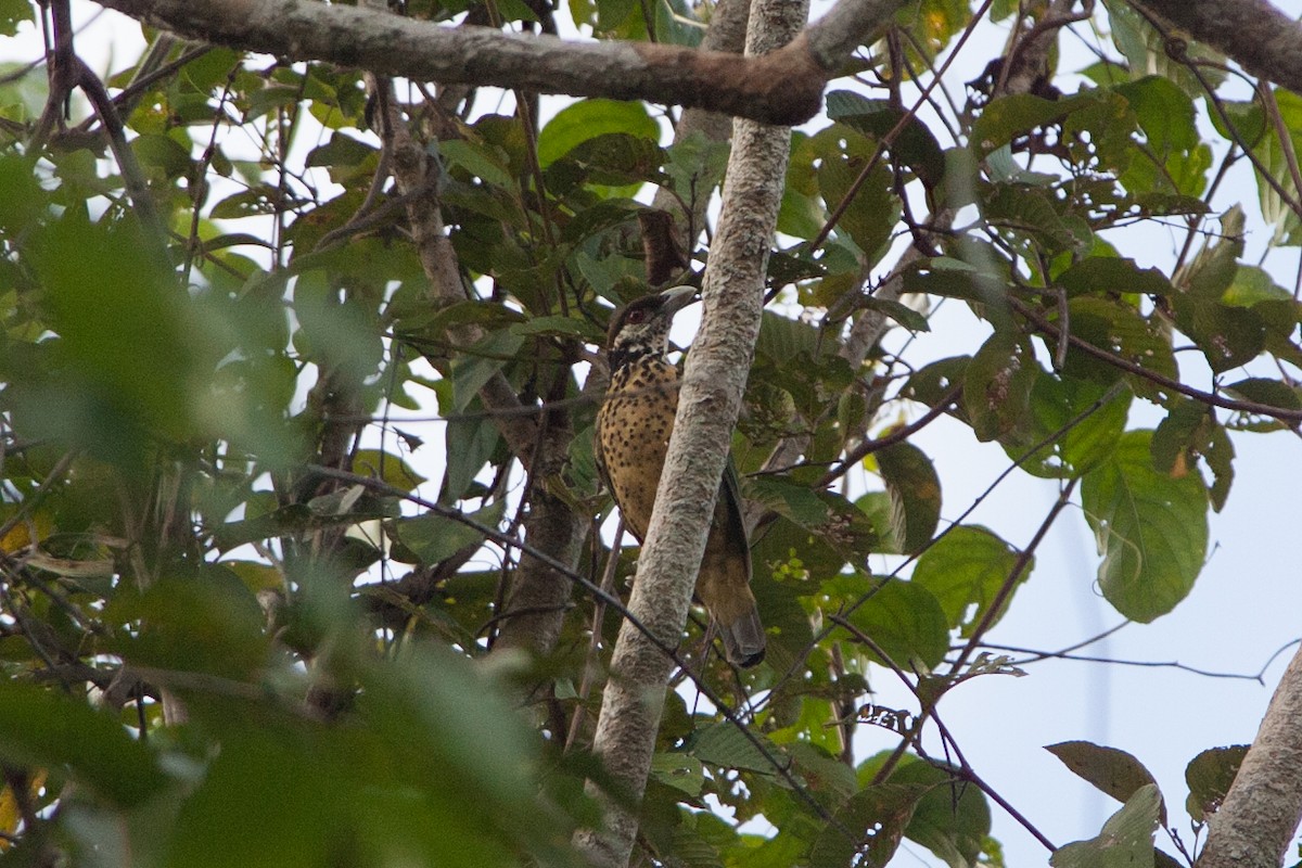 Ochre-breasted Catbird - ML282771841