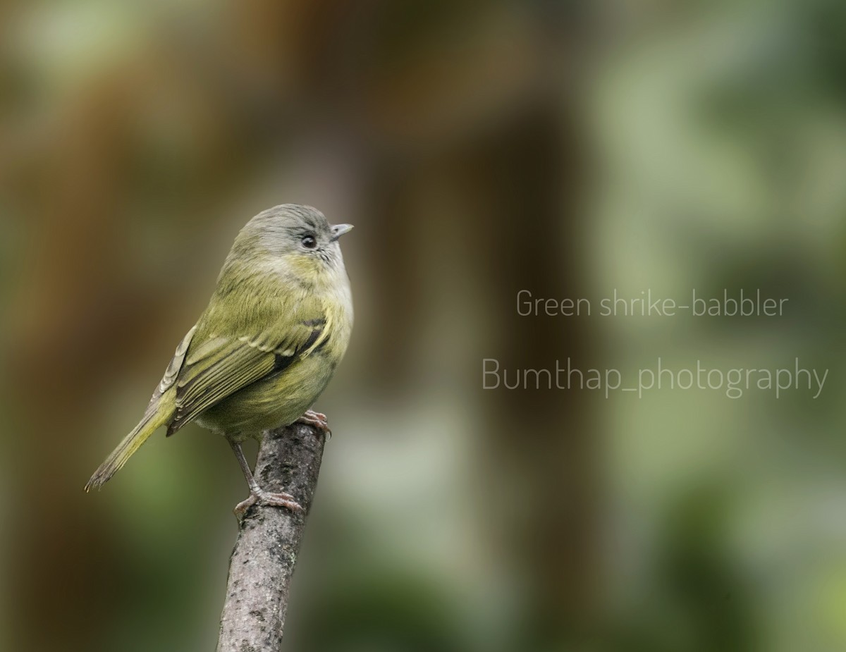 Green Shrike-Babbler - ML282773071