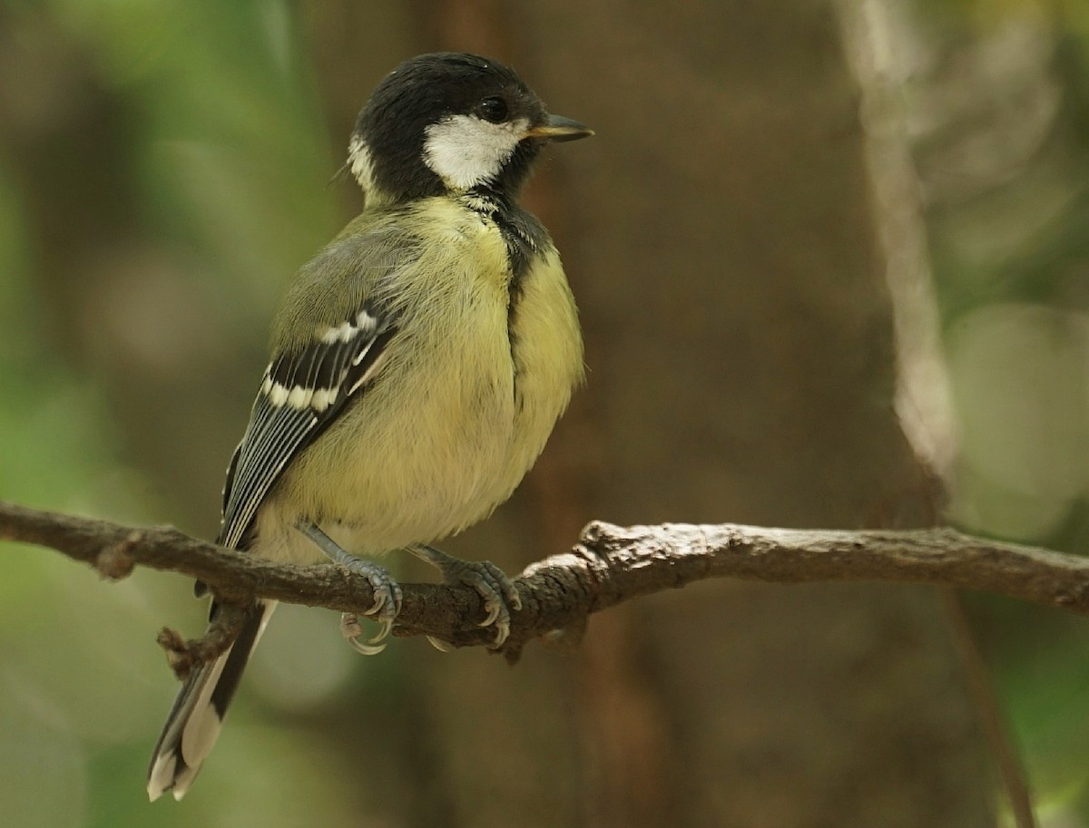 Green-backed Tit - ML282773431