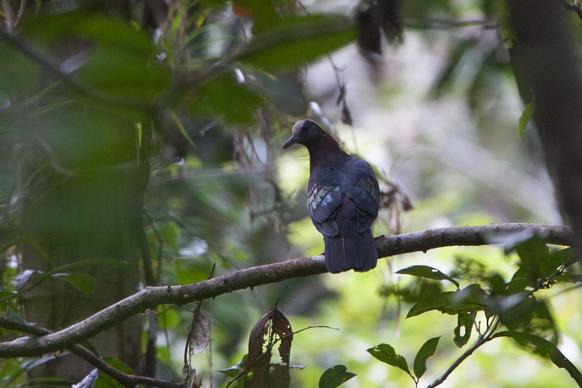 New Guinea Bronzewing - ML282773711