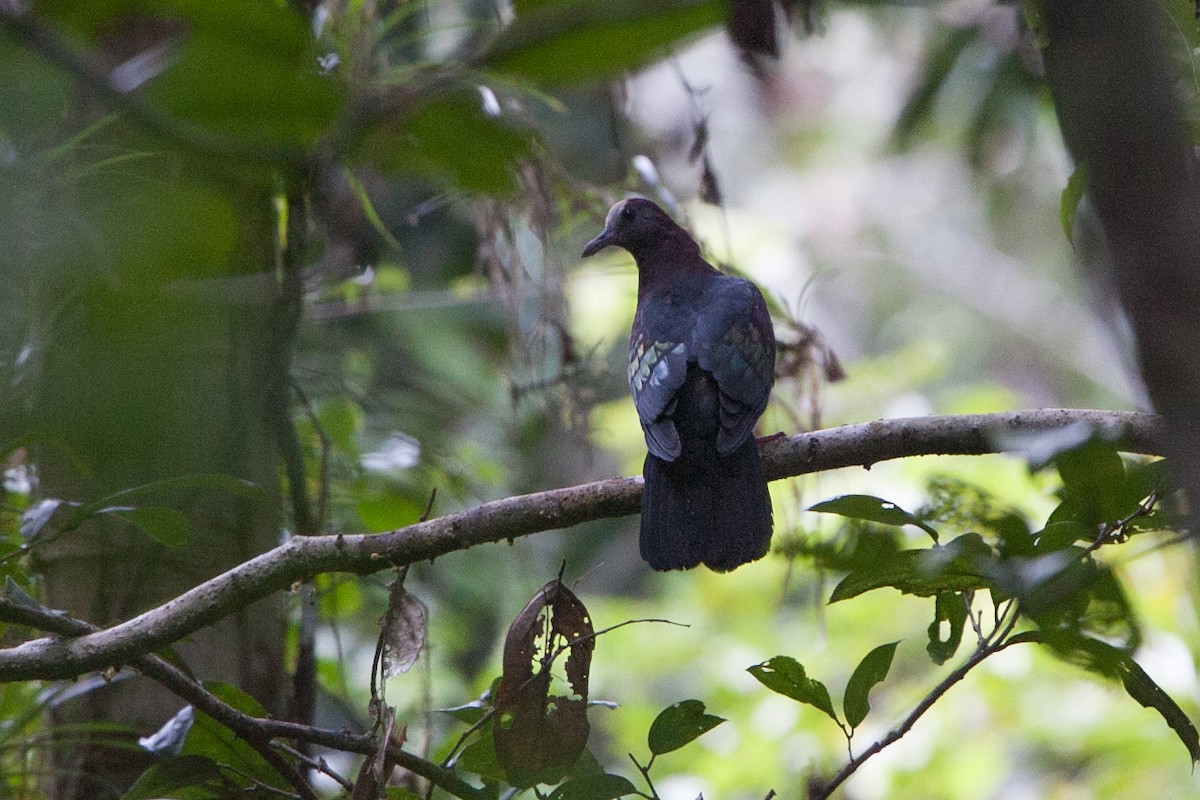 New Guinea Bronzewing - ML282773721