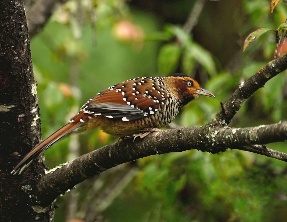 Spotted Laughingthrush - ML282773741