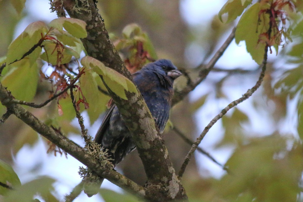 Blue Grosbeak - Jen Sanford