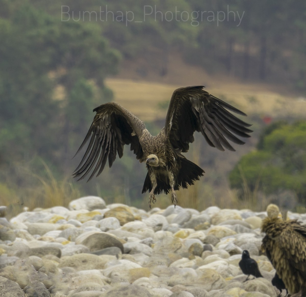 Himalayan Griffon - ML282774421