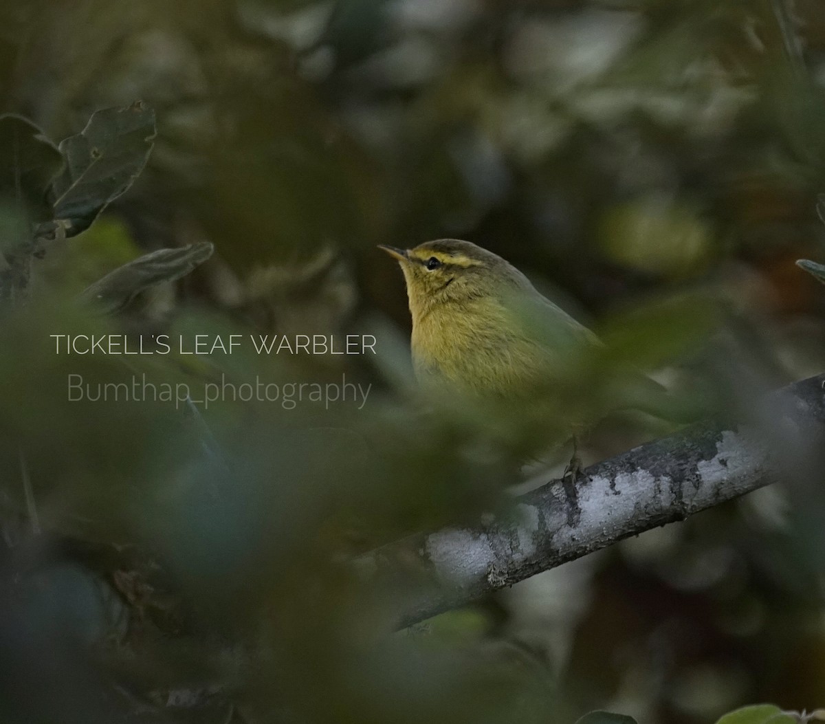 Tickell's Leaf Warbler (Tickell's) - ML282774711