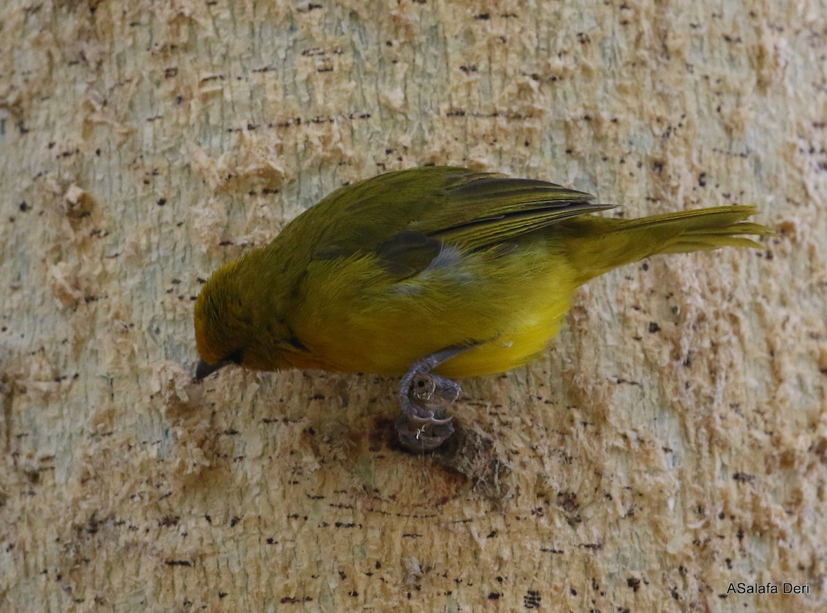 Spectacled Weaver (Yellow-throated) - ML282774871