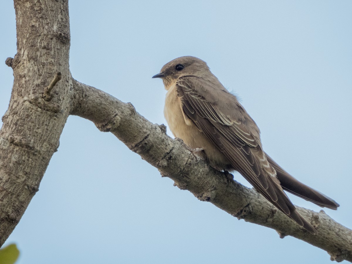 チャイロツバメ - ML282775681